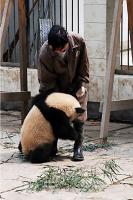 Feeder and Giant Panda in ya'an